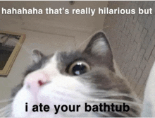 a cat is looking at the camera with a caption that says i ate your bathtub
