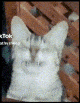 a close up of a cat 's face with the words tik tok at the bottom right