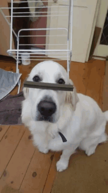 Dog Balance GIF - Dog Balance Patient GIFs