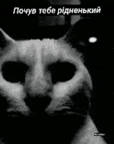 a black and white photo of a cat with foreign writing on it