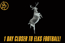 Elks Edmonton GIF - Elks Edmonton Elks Herd GIFs