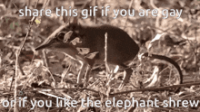 a gif of an elephant shrew with the caption share this gif if you are gay