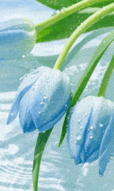two blue flowers with water drops on them