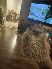 a person holding a hedgehog in front of a tv screen