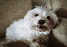 Dog Tongue Out GIF - Dog Tongue Out Smile GIFs