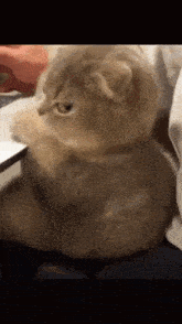 a cat is sitting on a bed with its paws on a laptop keyboard .
