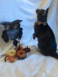 a cat is sitting next to an owl that says " giving thanks "