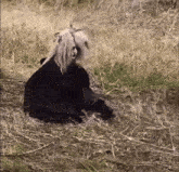 a woman in a black dress is sitting in the grass