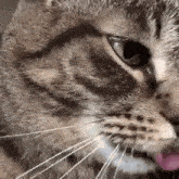 Cat Oondasta GIF - Cat Oondasta Tongue GIFs