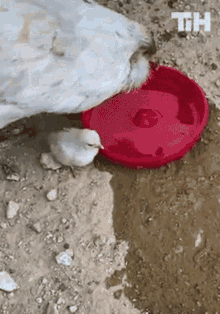 Kick This Is Happening GIF - Kick This Is Happening Dip Feet GIFs