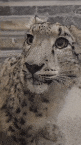 Snow Leopard Silly GIF - Snow Leopard Silly GIFs