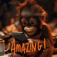 a baby orangutan is looking at a cell phone .