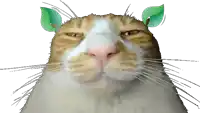 a cat with green leaves on its ears looks at the camera