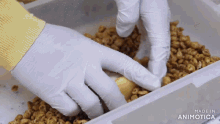 a person wearing gloves reaches into a plastic container of cereal
