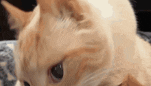 a close up of a cat 's face looking at something