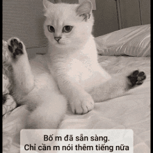 Cat GIF