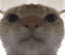 Cat Stare GIF - Cat Stare Discord GIFs