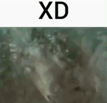 Xd Fish GIF - Xd Fish Meme GIFs
