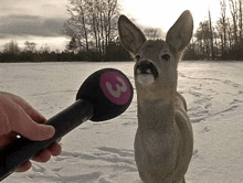a deer is standing in the snow looking at a microphone .