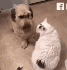 Cat Dog GIF - Cat Dog Annoy GIFs