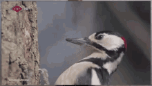 Woodpecker Slow Motion Woodpecker GIF - Woodpecker Slow Motion Woodpecker Slow Motion GIFs