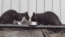 Cats Cats Eating GIF - Cats Cats Eating Cats Eating Sped Up GIFs