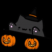 a black cat wearing a witch hat is holding pumpkins