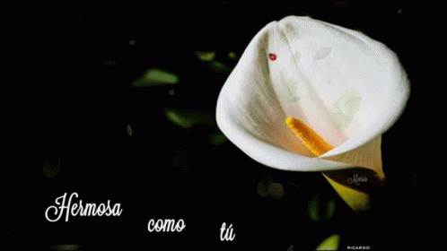 Cala Blanca Rosas GIF - Cala Blanca Rosas Flores - Discover & Share GIFs