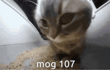 Mog Mog 107 GIF - Mog Mog 107 107 GIFs
