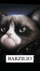 a picture of a grumpy cat with the name barzilio on the bottom