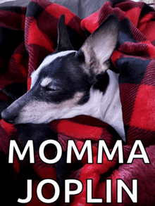 a black and white dog laying on a red and black plaid blanket with the words momma joplin above it