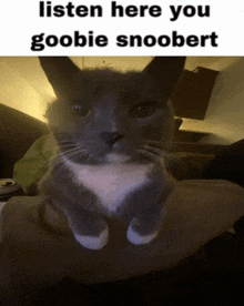Snoobert Cat Listen Here GIF - Snoobert Cat Cat Listen Here GIFs
