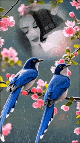 two blue birds sitting on a branch with pink flowers and a woman behind them