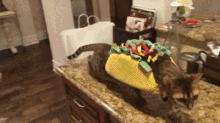 Taco Cat GIF
