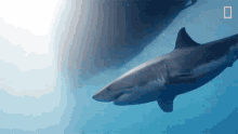 Swimming Nat Geo Explores GIF - Swimming Nat Geo Explores Great White Shark GIFs