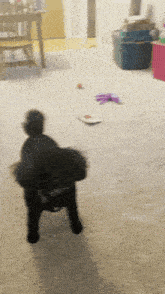 a small black dog is standing on a carpet in a living room
