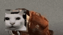 Goddio Cat Meme GIF - Goddio Cat Meme Goddio Uncanny Cat GIFs
