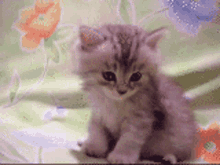 Kitten Goodnight GIF - Kitten Goodnight Sleepy GIFs