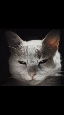 a close up of a cat 's face with the words " i forgot " written above it