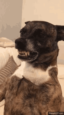 Scrappy Dog GIF - Scrappy Dog Angry GIFs