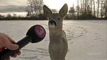 a deer with a mustache is standing in the snow next to a microphone .