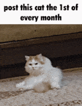 a cat laying on a rug with the words post this cat the 1st of every month