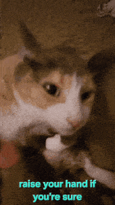 a cat with the words " raise your hand if you 're sure " on the bottom