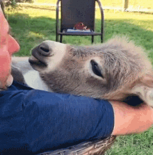 donkey embrace