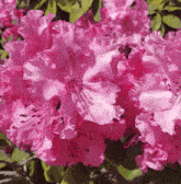 a close up of pink flowers with green leaves in the background
