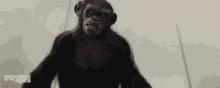 Koba Planet Of The Apes GIF - Koba Planet Of The Apes Rise Of The Planet Of The Apes GIFs