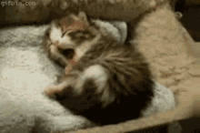 Kitty Good Night GIF - Kitty Good Night Nap Time GIFs