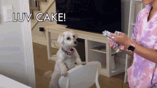 Luv Cake Lizzy Capri GIF - Luv Cake Lizzy Capri I Love Cake GIFs