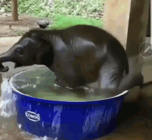 Cute Animals Elephant GIF - Cute Animals Elephant Bath GIFs