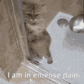 Emense-pain Cat-shower GIF